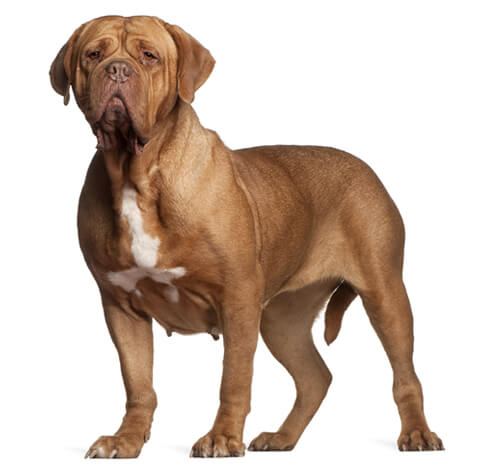 Dogue de sales bordeaux hypoallergenic